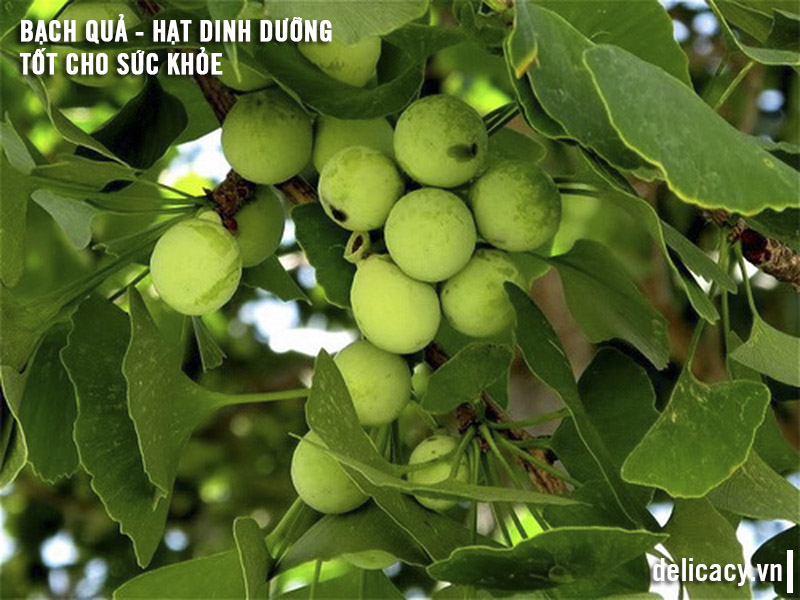 bach-qua-hat-dinh-duong-suc-khoe