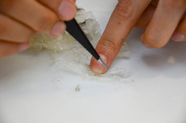 quy-trinh-che-bien-to-yen-tho